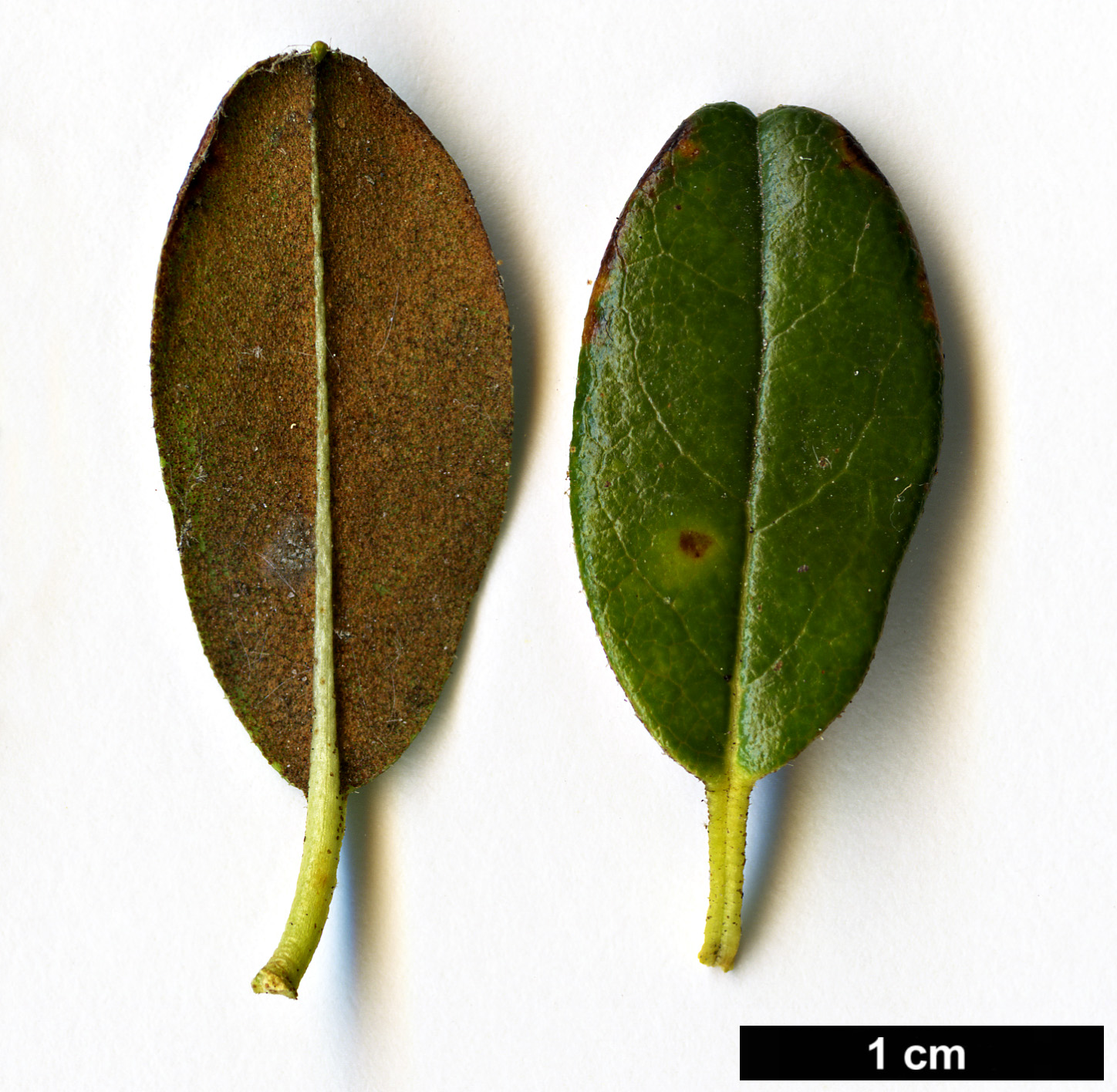 High resolution image: Family: Ericaceae - Genus: Rhododendron - Taxon: anthopogon - SpeciesSub: subsp. hypenanthum 'Annapurna' High resolution image: Family: Ericaceae - Genus: Rhododendron - Taxon: anthopogon - SpeciesSub: subsp. hypenanthum 'Annapurna'